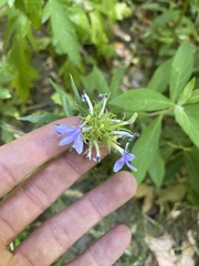 Palmerella debilis serrata