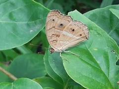 Junonia almana