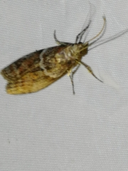 Laodamia faecella