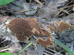 Fuscoporia ferruginosa
