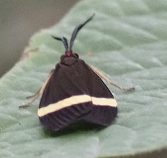 Pidorus