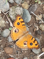 Junonia almana