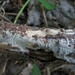 Peniophorella rude - Photo (c) maricel patino, osa oikeuksista pidätetään (CC BY-NC), lähettänyt maricel patino