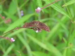 Piruna polingii