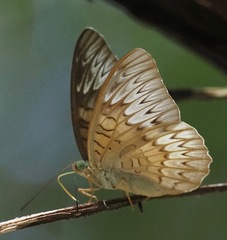 Tanaecia pelea