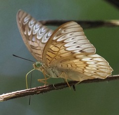 Tanaecia pelea