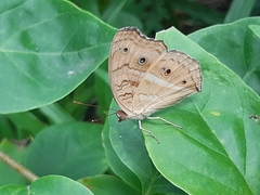Junonia almana