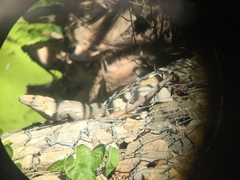 Ctenosaura hemilopha