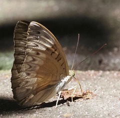 Tanaecia pelea