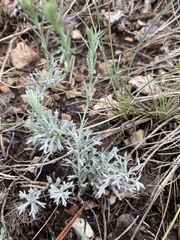 Artemisia carruthii