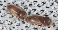 Tropicus pusillus