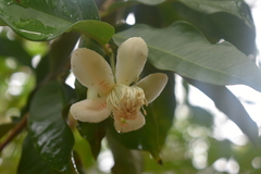 Psidium friedrichsthalianum