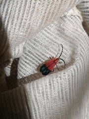 Thonalmus chevrolati