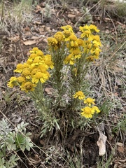 Hymenoxys subintegra