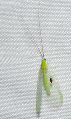 Chrysopa nigricornis