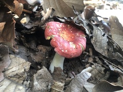 Russula mexicana