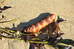 Cryptoplax striata
