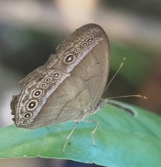 Mycalesis orseis