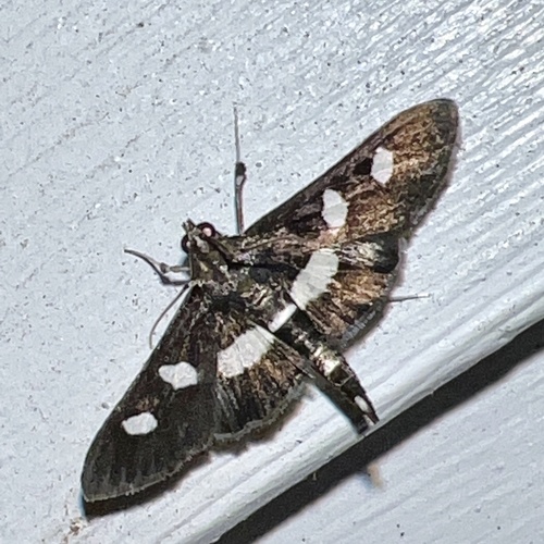 Grape Leaffolder and Leafroller Moths photo 3