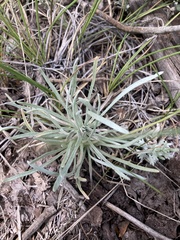 Hymenoxys subintegra