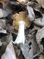 Russula mexicana
