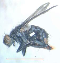Diptera