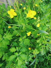 Chelidonium asiaticum