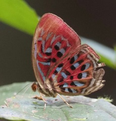 Paralaxita telesia