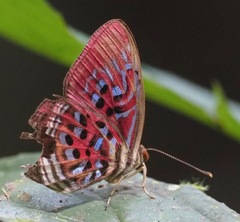 Paralaxita telesia
