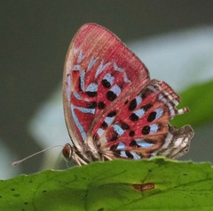 Paralaxita telesia