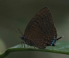 Arhopala silhetensis