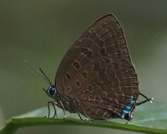 Arhopala silhetensis
