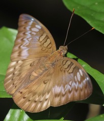 Euthalia monina