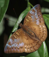 Euthalia monina