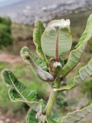 Asclepias otarioides