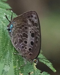 Arhopala achelous