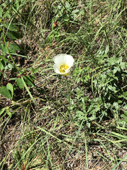 Calochortus gunnisonii