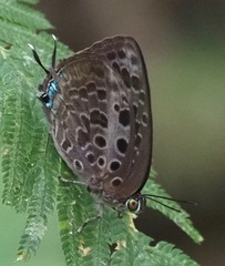 Arhopala achelous