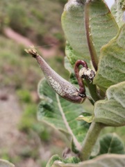 Asclepias otarioides