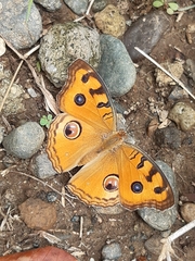Junonia almana