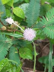 Mimosa pudica
