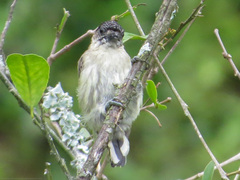 Picumnus granadensis