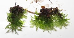 Rhodobryum