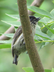 Picumnus granadensis