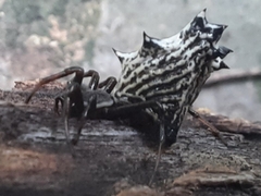 Micrathena gracilis