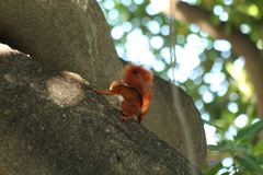 Sciurus granatensis
