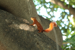 Sciurus granatensis
