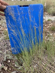 Muhlenbergia montana