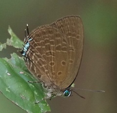 Arhopala agrata