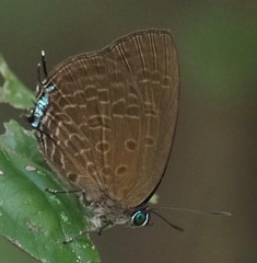 Arhopala agrata
